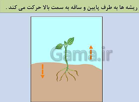 پاورپوینت علوم تجربی اول دبستان | درس 5: دنیای گیاهان- پیش نمایش