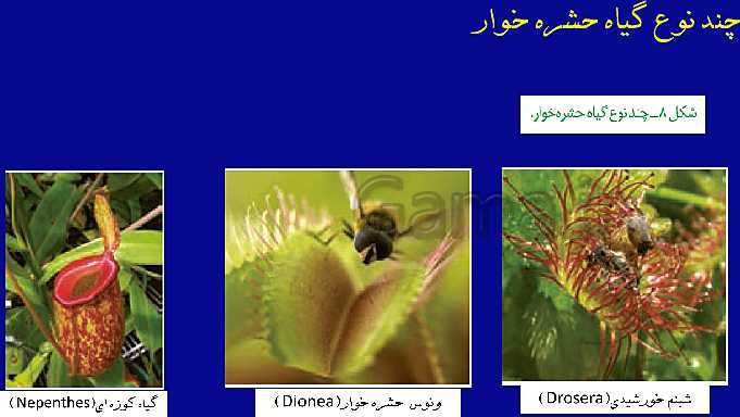پاورپوینت تدریس گفتار 2 فصل 7 زیست دهم: جانداران مؤثر در تغذیه گیاهی- پیش نمایش