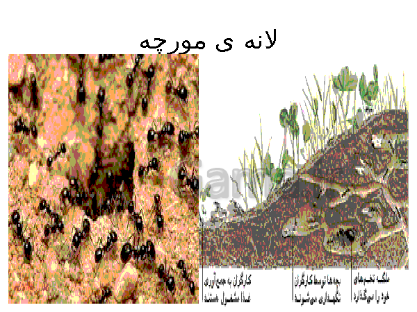 پاورپوینت علوم دوم ابتدائی | فصل 10: درون آشیانه ها- پیش نمایش