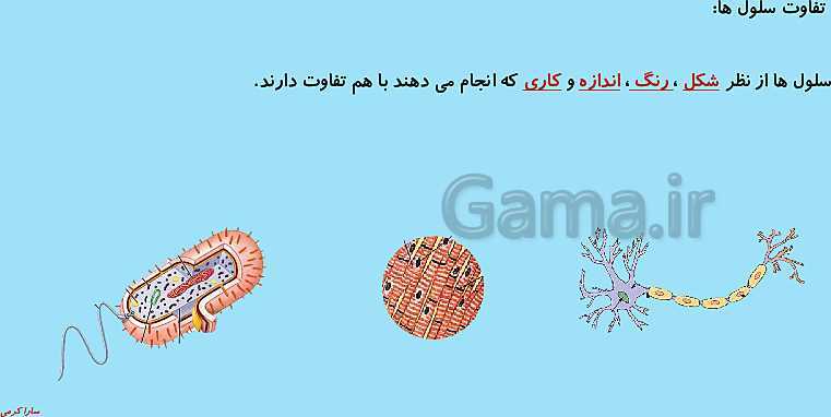 پاورپوینت علوم تجربی چهارم دبستان | ساختمان سلول و دستگاه گوارش- پیش نمایش