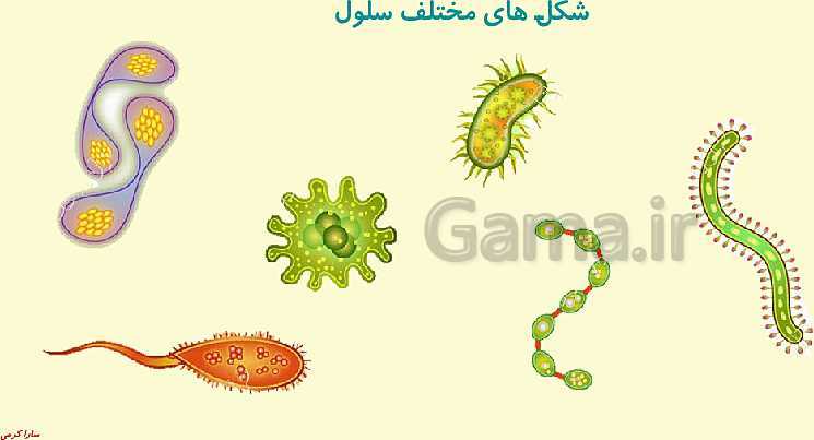 پاورپوینت علوم تجربی چهارم دبستان | ساختمان سلول و دستگاه گوارش- پیش نمایش