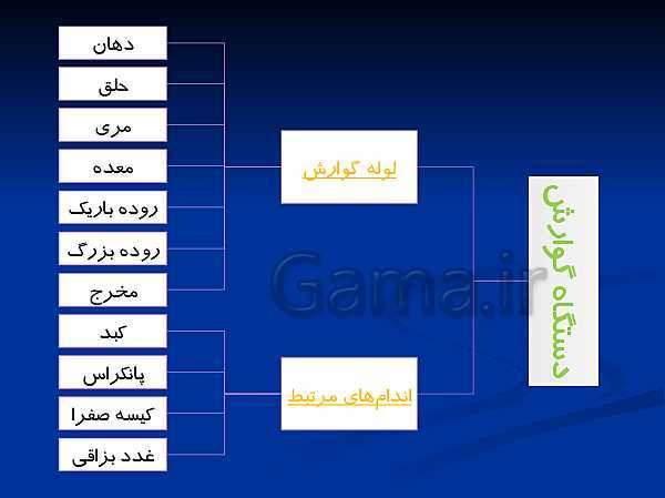 پاورپوینت تدریس زیست شناسی دهم تجربی | گوارش و جذب مواد و تنظیم فعالیت دستگاه گوارش- پیش نمایش