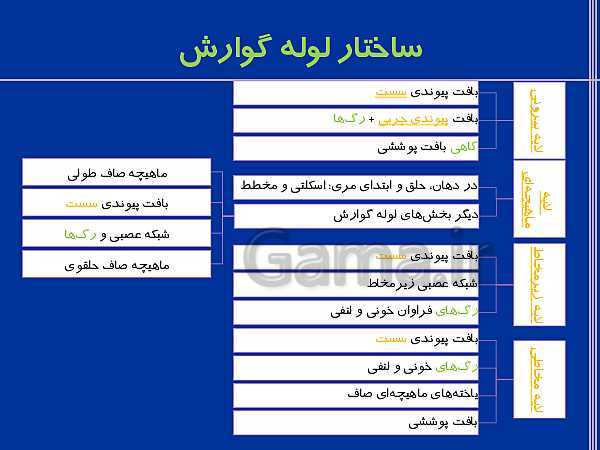 پاورپوینت تدریس زیست شناسی دهم تجربی | گوارش و جذب مواد و تنظیم فعالیت دستگاه گوارش- پیش نمایش