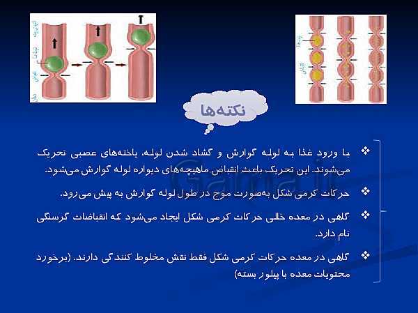 پاورپوینت تدریس زیست شناسی دهم تجربی | گوارش و جذب مواد و تنظیم فعالیت دستگاه گوارش- پیش نمایش