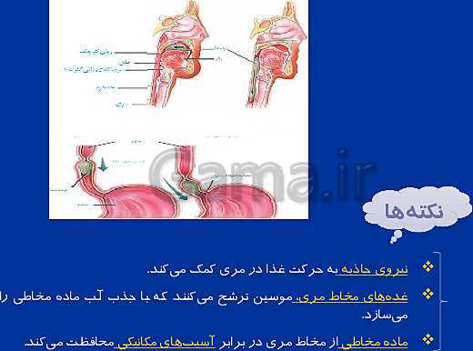 پاورپوینت تدریس زیست شناسی دهم تجربی | گوارش و جذب مواد و تنظیم فعالیت دستگاه گوارش- پیش نمایش