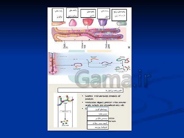 پاورپوینت تدریس زیست شناسی دهم تجربی | گوارش و جذب مواد و تنظیم فعالیت دستگاه گوارش- پیش نمایش
