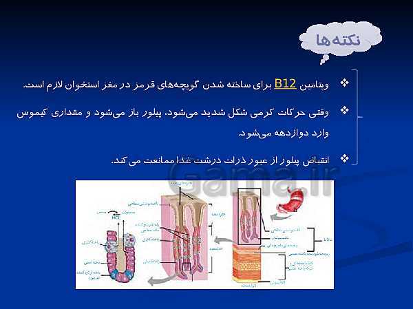 پاورپوینت تدریس زیست شناسی دهم تجربی | گوارش و جذب مواد و تنظیم فعالیت دستگاه گوارش- پیش نمایش