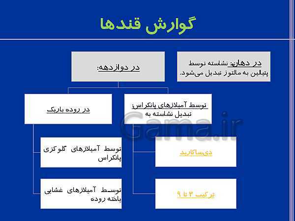 پاورپوینت تدریس زیست شناسی دهم تجربی | گوارش و جذب مواد و تنظیم فعالیت دستگاه گوارش- پیش نمایش