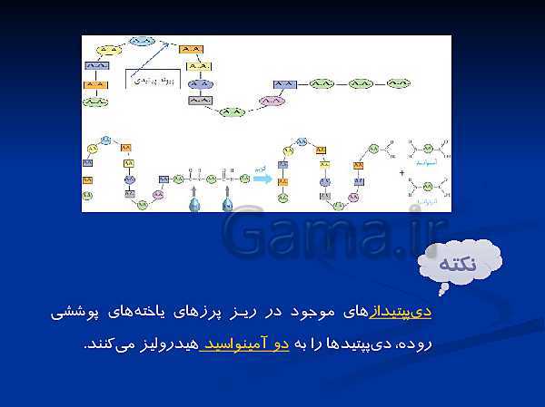 پاورپوینت تدریس زیست شناسی دهم تجربی | گوارش و جذب مواد و تنظیم فعالیت دستگاه گوارش- پیش نمایش