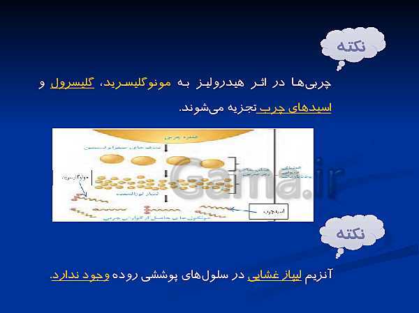 پاورپوینت تدریس زیست شناسی دهم تجربی | گوارش و جذب مواد و تنظیم فعالیت دستگاه گوارش- پیش نمایش