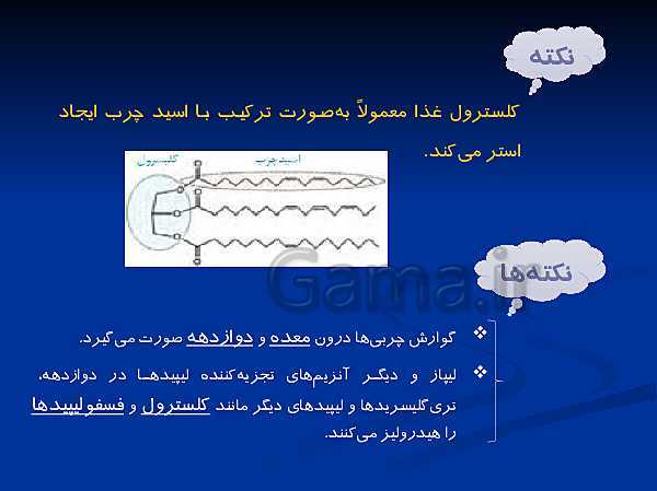 پاورپوینت تدریس زیست شناسی دهم تجربی | گوارش و جذب مواد و تنظیم فعالیت دستگاه گوارش- پیش نمایش