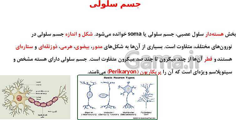 پاورپوینت علوم هشتم | فصل 4: تنظیم عصبی- پیش نمایش