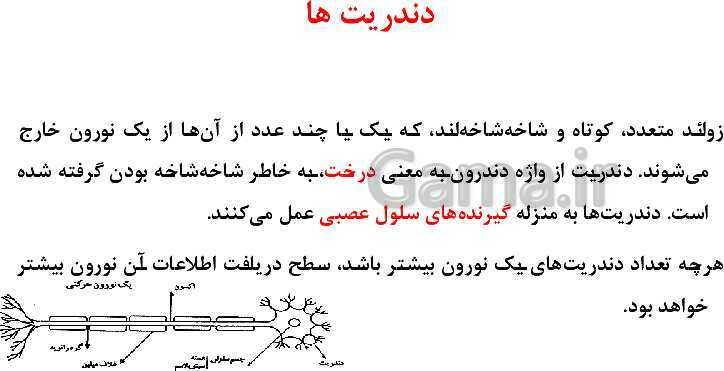 پاورپوینت علوم هشتم | فصل 4: تنظیم عصبی- پیش نمایش