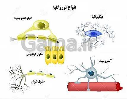 پاورپوینت علوم هشتم | فصل 4: تنظیم عصبی- پیش نمایش