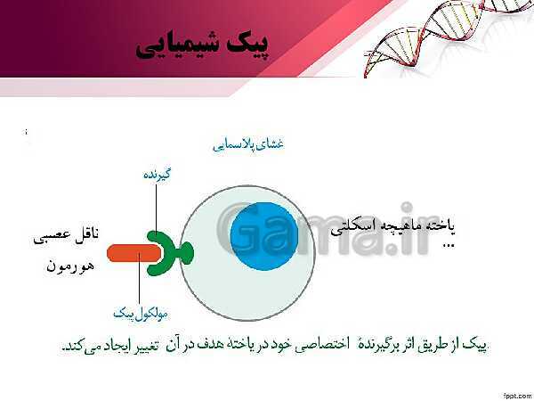 پاورپوینت تدریس زیست شناسی (2) یازدهم تجربی | فصل 4: تنظیم شیمیایی (گفتار 1: ارتباط شیمیایی)- پیش نمایش