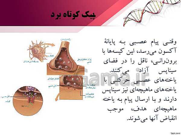 پاورپوینت تدریس زیست شناسی (2) یازدهم تجربی | فصل 4: تنظیم شیمیایی (گفتار 1: ارتباط شیمیایی)- پیش نمایش