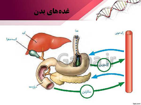 پاورپوینت تدریس زیست شناسی (2) یازدهم تجربی | فصل 4: تنظیم شیمیایی (گفتار 1: ارتباط شیمیایی)- پیش نمایش