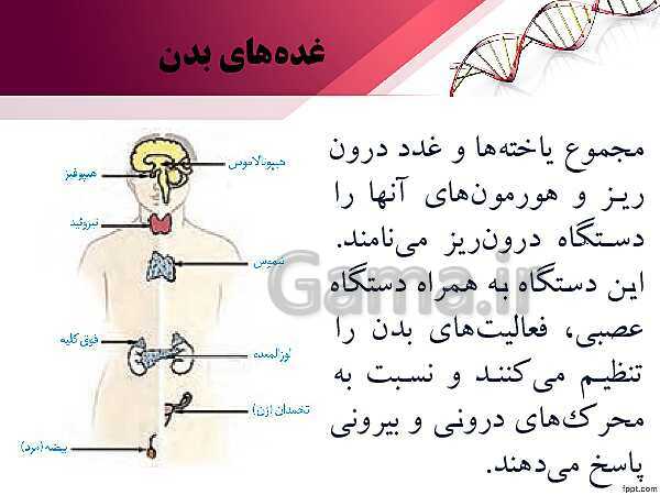 پاورپوینت تدریس زیست شناسی (2) یازدهم تجربی | فصل 4: تنظیم شیمیایی (گفتار 1: ارتباط شیمیایی)- پیش نمایش