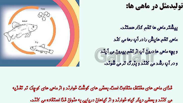 پاورپوینت تدریس نکته به نکته درس 12 و 13: هر کدام جای خود (1) و (2)- پیش نمایش