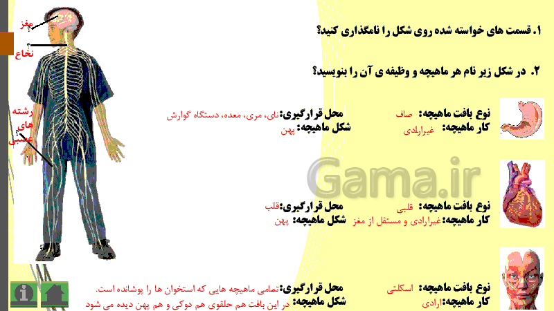 پاورپوینت علوم پنجم دبستان | درس 5: حرکت بدن- پیش نمایش