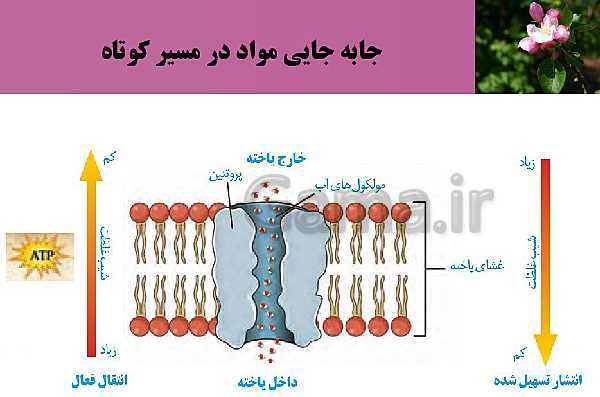 پاورپوینت فصل 7 زیست شناسی (1) دهم تجربی | گفتار 3: انتقال مواد در گیاهان- پیش نمایش