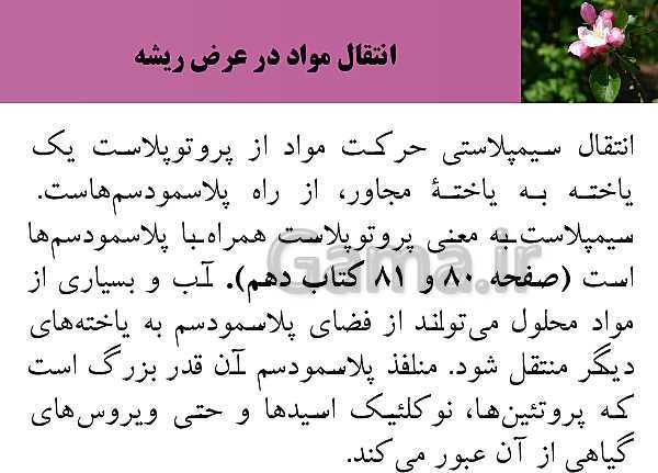 پاورپوینت فصل 7 زیست شناسی (1) دهم تجربی | گفتار 3: انتقال مواد در گیاهان- پیش نمایش