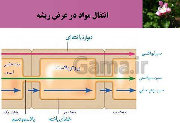 پاورپوینت فصل 7 زیست شناسی (1) دهم تجربی | گفتار 3: انتقال مواد در گیاهان- پیش نمایش