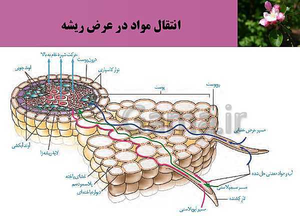 پاورپوینت فصل 7 زیست شناسی (1) دهم تجربی | گفتار 3: انتقال مواد در گیاهان- پیش نمایش