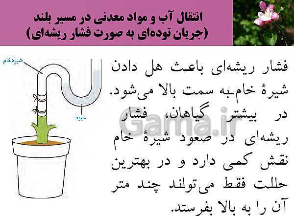 پاورپوینت فصل 7 زیست شناسی (1) دهم تجربی | گفتار 3: انتقال مواد در گیاهان- پیش نمایش