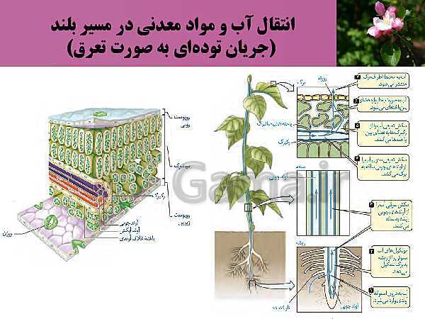 پاورپوینت فصل 7 زیست شناسی (1) دهم تجربی | گفتار 3: انتقال مواد در گیاهان- پیش نمایش