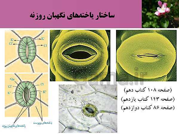 پاورپوینت فصل 7 زیست شناسی (1) دهم تجربی | گفتار 3: انتقال مواد در گیاهان- پیش نمایش