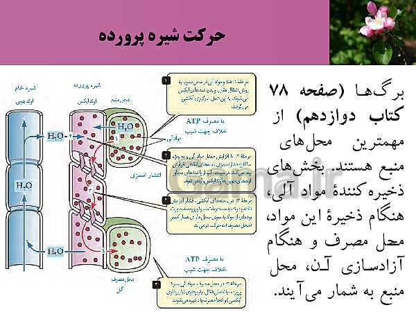 پاورپوینت فصل 7 زیست شناسی (1) دهم تجربی | گفتار 3: انتقال مواد در گیاهان- پیش نمایش