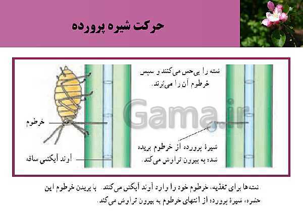 پاورپوینت فصل 7 زیست شناسی (1) دهم تجربی | گفتار 3: انتقال مواد در گیاهان- پیش نمایش