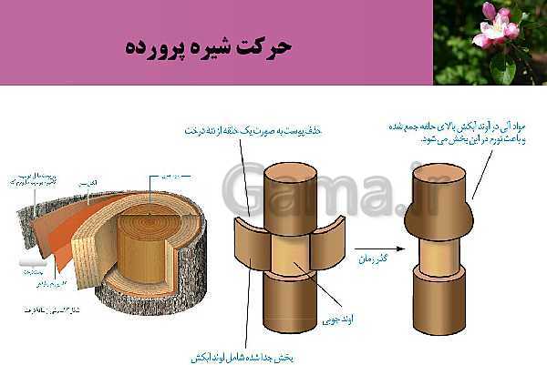 پاورپوینت فصل 7 زیست شناسی (1) دهم تجربی | گفتار 3: انتقال مواد در گیاهان- پیش نمایش