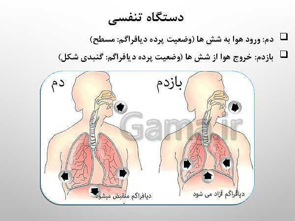 پاورپوینت تدریس علوم تجربی هفتم | فصل 15: تبادل با محیط- پیش نمایش