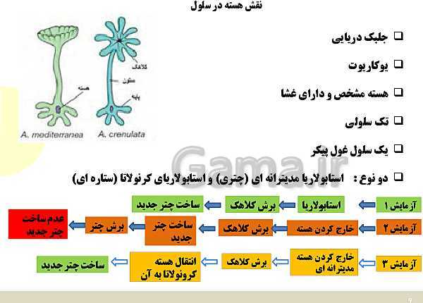 پاورپوینت علوم تجربی هفتم دوره اول متوسطه | فصل یازدهم: یاخته و سازمان بندی آن- پیش نمایش