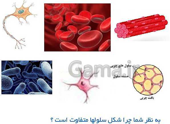 پاورپوینت علوم تجربی هفتم دوره اول متوسطه | فصل یازدهم: یاخته و سازمان بندی آن- پیش نمایش