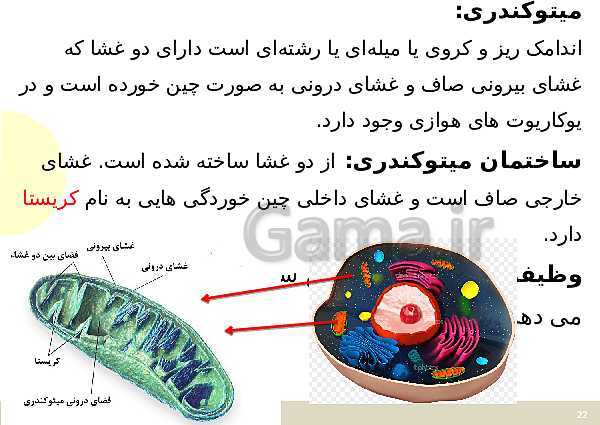 پاورپوینت علوم تجربی هفتم دوره اول متوسطه | فصل یازدهم: یاخته و سازمان بندی آن- پیش نمایش