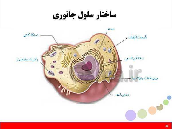 پاورپوینت علوم تجربی هفتم دوره اول متوسطه | فصل یازدهم: یاخته و سازمان بندی آن- پیش نمایش