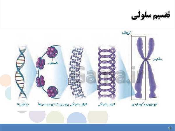 پاورپوینت علوم تجربی هفتم دوره اول متوسطه | فصل یازدهم: یاخته و سازمان بندی آن- پیش نمایش