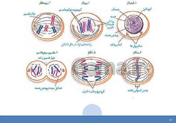 پاورپوینت علوم تجربی هفتم دوره اول متوسطه | فصل یازدهم: یاخته و سازمان بندی آن- پیش نمایش