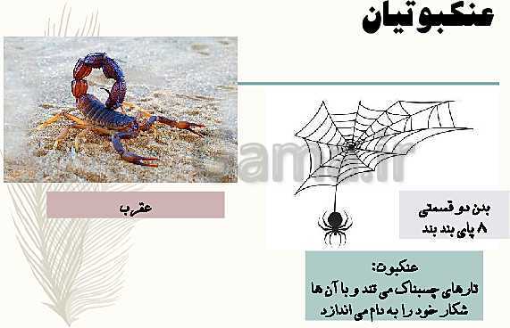 پاورپوینت علوم تجربی چهارم دبستان | درس 11: بی‌مهره‌ها- پیش نمایش