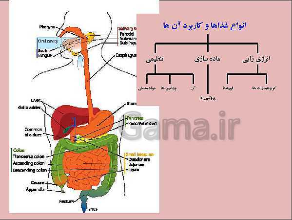 پاورپوینت علوم تجربی هفتم | انواع غذاها و مراحل گوارش- پیش نمایش