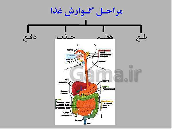 پاورپوینت علوم تجربی هفتم | انواع غذاها و مراحل گوارش- پیش نمایش