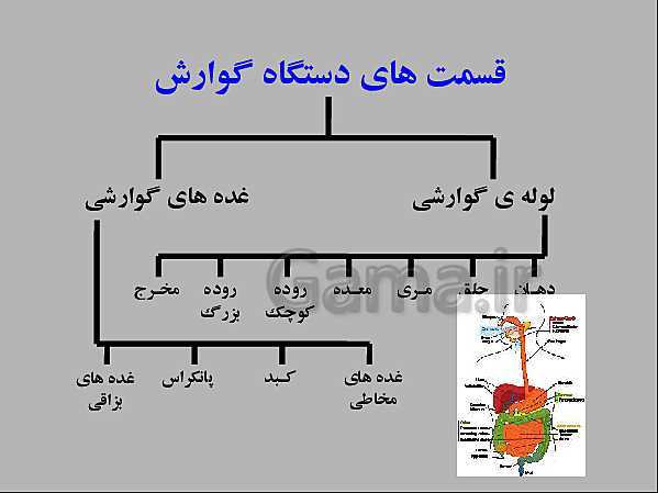 پاورپوینت علوم تجربی هفتم | انواع غذاها و مراحل گوارش- پیش نمایش