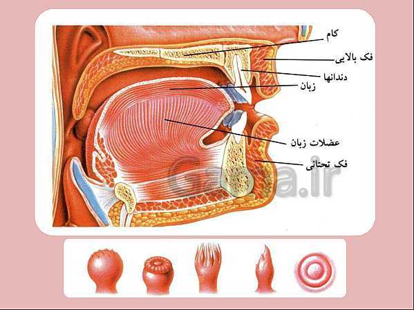 پاورپوینت علوم تجربی هفتم | انواع غذاها و مراحل گوارش- پیش نمایش