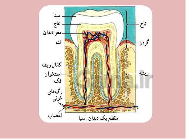 پاورپوینت علوم تجربی هفتم | انواع غذاها و مراحل گوارش- پیش نمایش