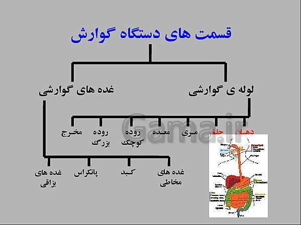 پاورپوینت علوم تجربی هفتم | انواع غذاها و مراحل گوارش- پیش نمایش