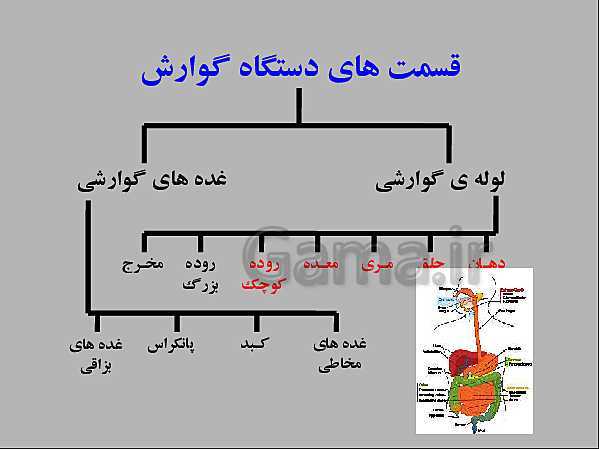 پاورپوینت علوم تجربی هفتم | انواع غذاها و مراحل گوارش- پیش نمایش