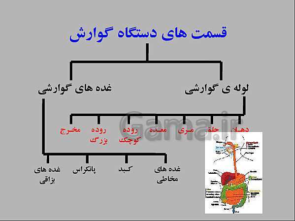 پاورپوینت علوم تجربی هفتم | انواع غذاها و مراحل گوارش- پیش نمایش